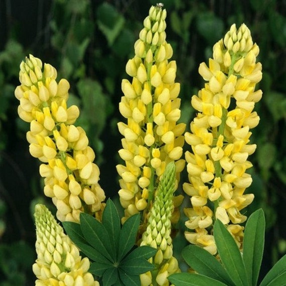 Lupine Yellow Flower Seeds Lupinus arboreus by UnderTheSunSeeds
