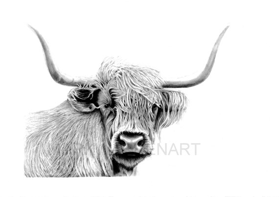 Highland Cow Art Print Hand Signed Pencil by PencilPassion