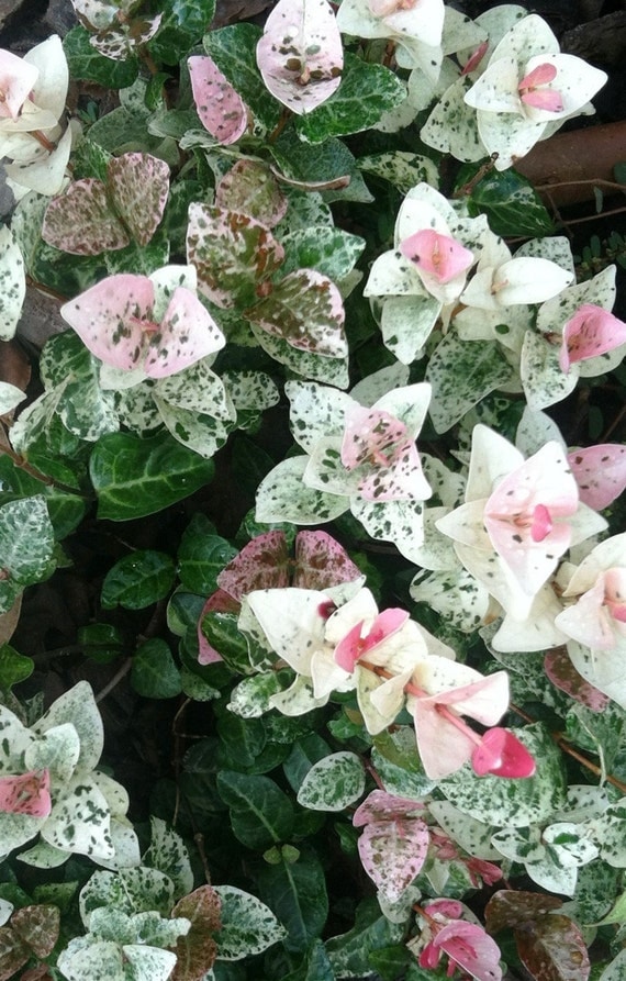 Variegated Asiatic Jasmine Snow N Summer