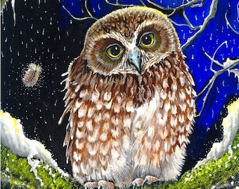 A Winter's Dreaming - Boobook Owl