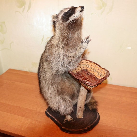 stuffed raccoon real