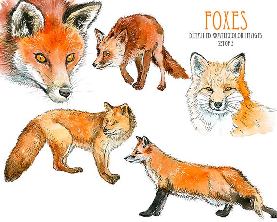 Fox clip art Watercolor fox clipart Watercolor clip art Fox clip art Watercolor fox clipart Watercolor clip art