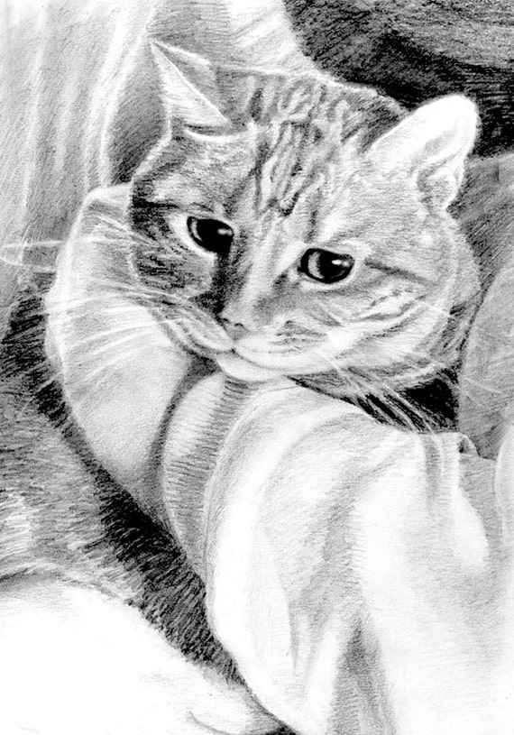 Tabby Cat Art Tabby Cat Print Tabby Pencil Drawing Cat Art