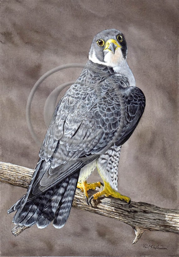 Bird Print Peregrine Falcon Watercolor Realistic Paintings