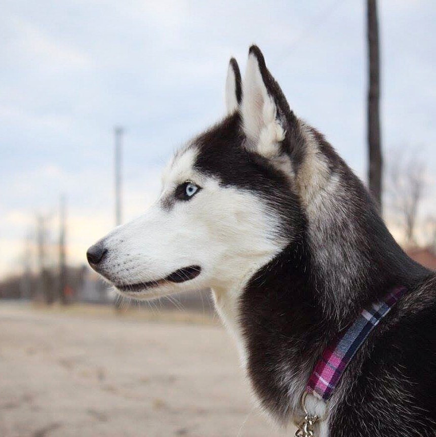 Pink and Navy Plaid Dog Collar winter flannel pink purple