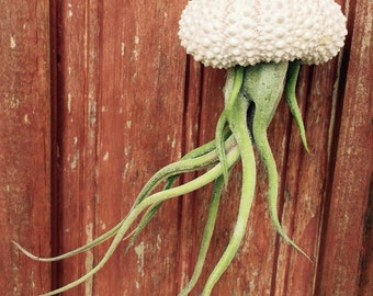 Set of 3 Hanging Tillandsia Air Plant Sea Urchin Creatures