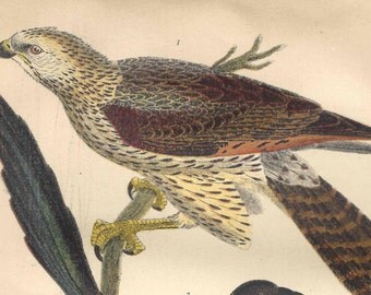 1876 Antique Bird Print Falcon Crow Lithograph Wilson American Ornithology