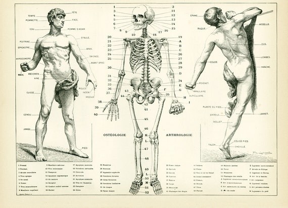 1897 Corps Humain Anatomie Planche Originale Larousse Decor