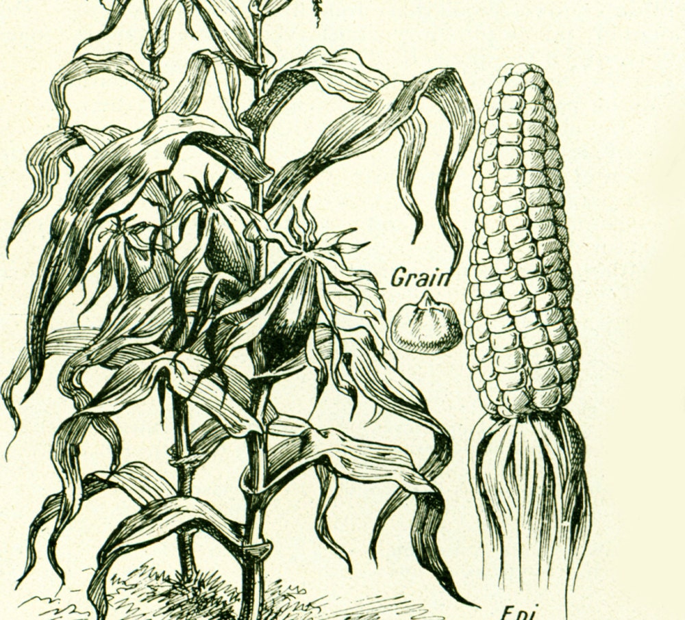 1922 Antique Corn Print Vintage Botanical Fruits Vegetables