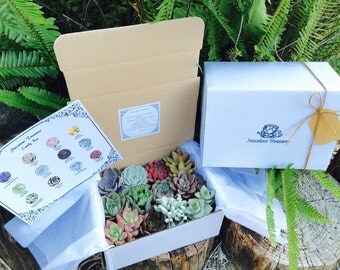 Succulent Treasures Deluxe Candy Box. The Original Etsy Box A Dozen Assorted Premium succulents gift box.