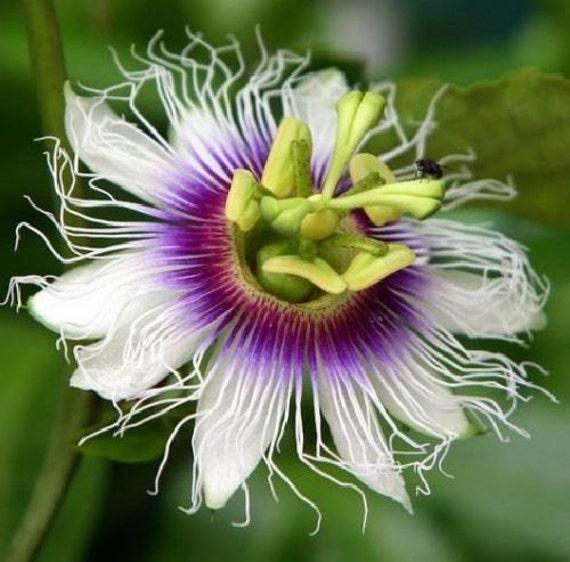 Passiflora Panama Red passion flower edible fruits 10 seeds
