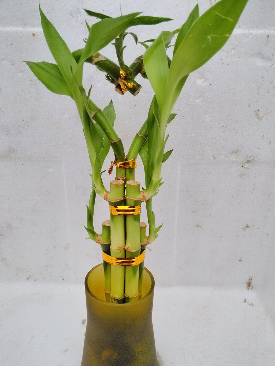 Live Heart Shape 6 Style Lucky Bamboo Plant Arrangement w/