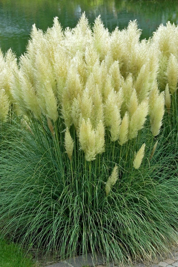 Ornamental Grass Seeds WHITE FEATHER PAMPAS Fast Growing