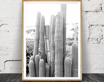 Cactus Print Black and White Photography, Cactus Photo Wall Art, Large Poster, Printable Download, Southwestern Decor, Modern Minimalist