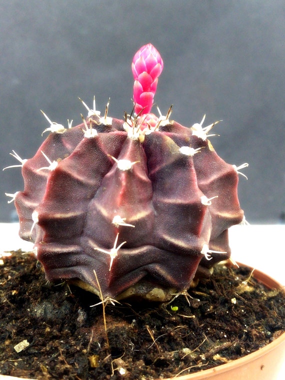 gymnocalycium mihanovichii mint chocolate cactus