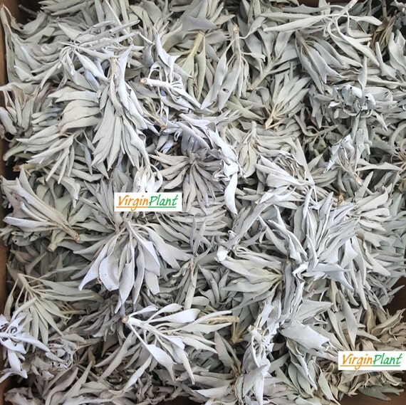 White Sage Premium Quality Sage Leaf Clusters Dried 3