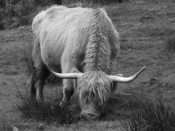 Highland Cattle Cows Animal Photography Black and White