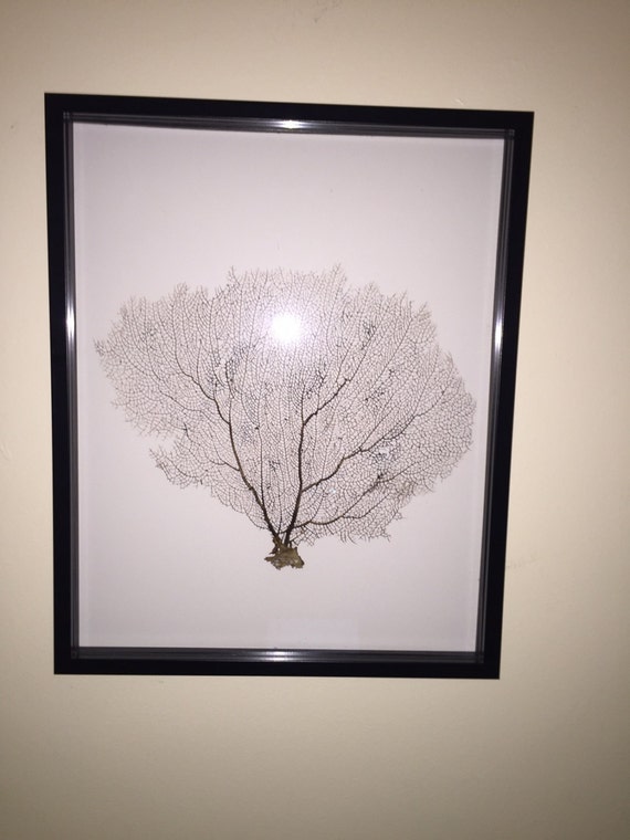 Items similar to Framed Sea Fan Coral Shadow Box 16x20, Sea Fan Art ...