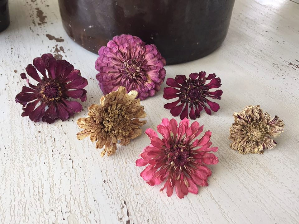 Dried Zinnia Flowers / Dried Zinnias / Farm by VinaBGardenMarket