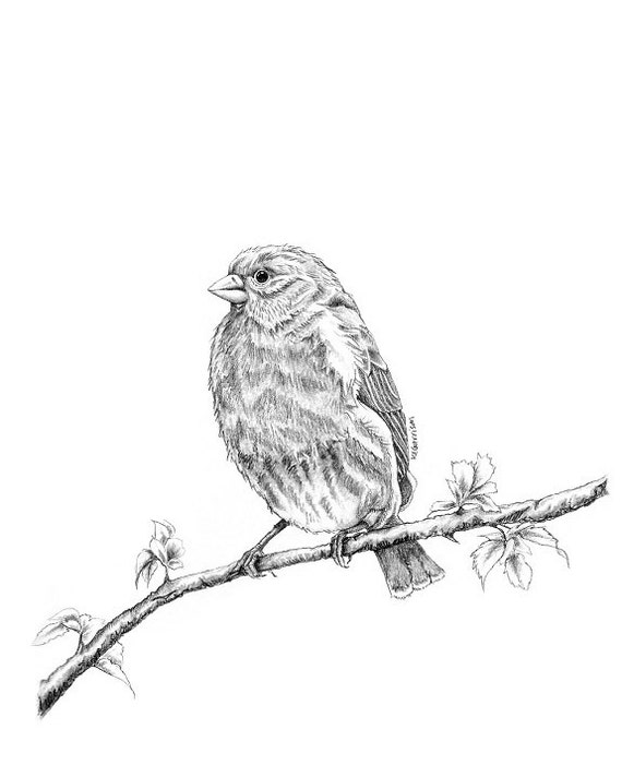 Items Similar To Bird Prints, Finch Art, Bird Art, Bird Art Print, Bird 