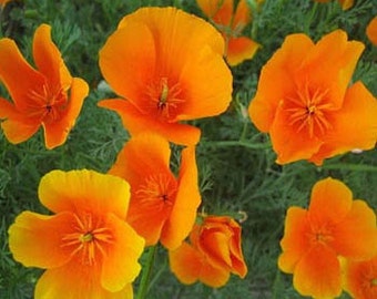 Bright Orange California Poppy Flower Seeds/Eschscholzia/Annual 100+