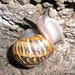 Snail Tsunami