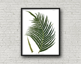 Items similar to Fern Print, Botanical Print, VINTAGE FERN 1 in Black