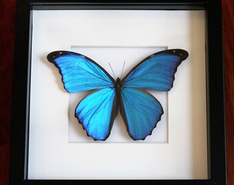 Giant Blue Morpho Butterfly Display