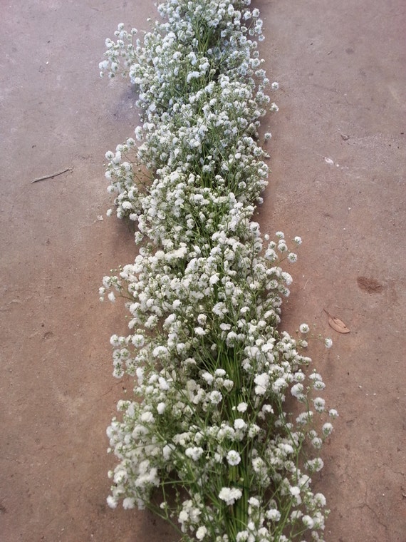 Fresh Cut Baby's Breath Garland