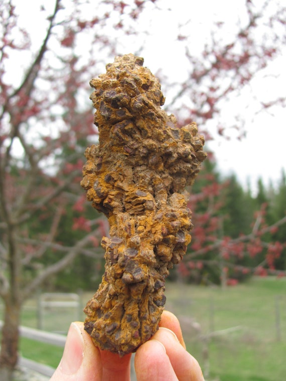 petrified dinosaur feces