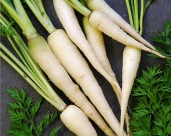 Organic Heirloom Snow White Carrot Vegetable Seeds