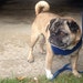 buddhapug04