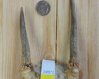 Tiny Spike Set of Taxidermy Quality Whitetail Deer Antlers - Lot No. 24971Y
