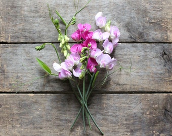 Everlasting Sweet Pea, perennial sweet pea, organic heirloom seeds, from our farm, eco friendly gardener gift, cottage garden, gardener