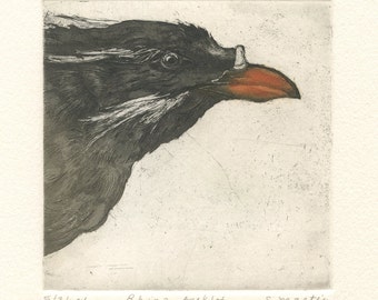 Rhinoceros Auklet, Original Etching of Seabird, Puffin Relative