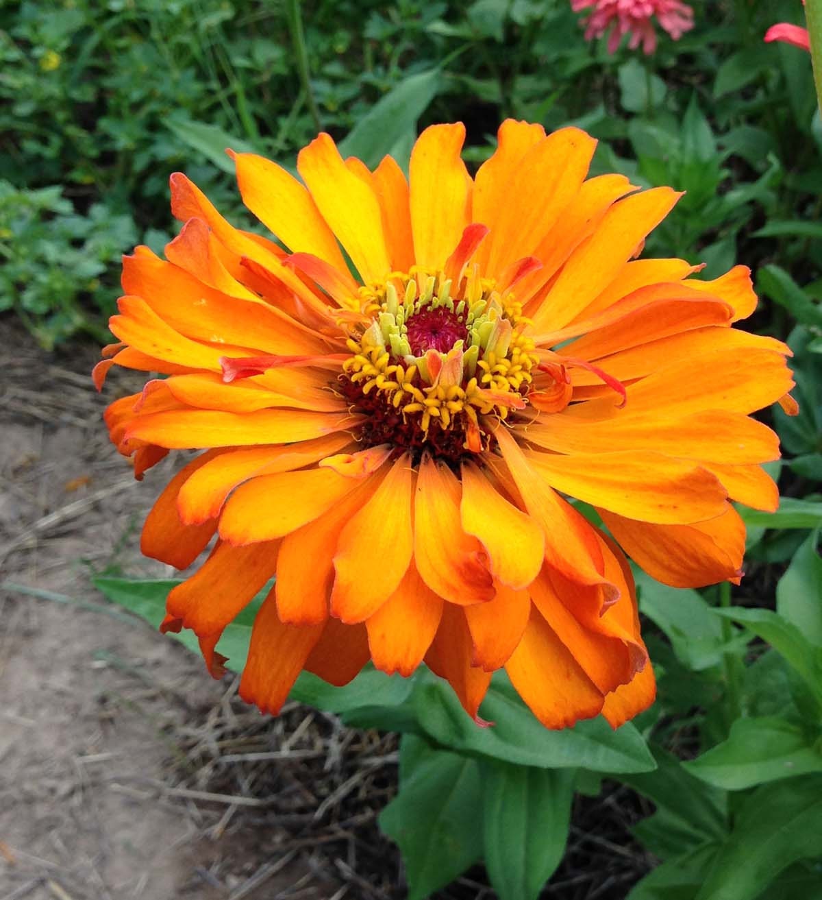 Orange Zinnia Inca Zinnia Seeds Cactus Zinnias by mountainlilyfarm