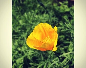 California Poppy Tincture