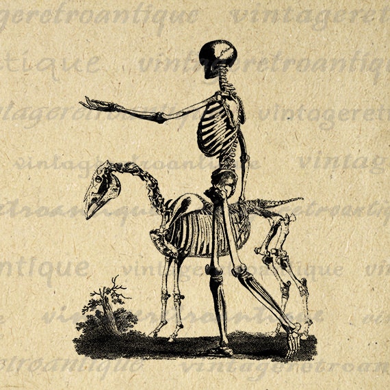 clipart horse skeleton - photo #26