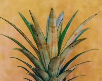 Kitchen Photography, pineapple photograph, kitchen wall art, jungalow, boho, food photography, tropical wall decor, large wall art fruit art