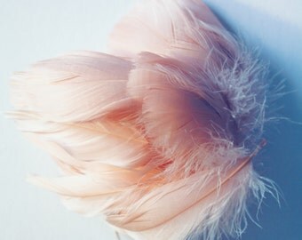Pink Goose Coquille Feathers. 2 Inches Strip Jam Packed.