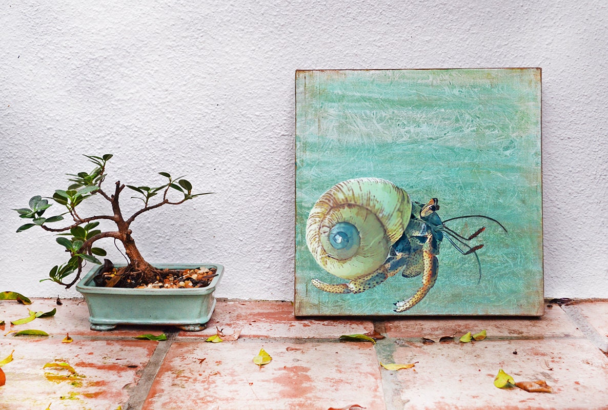 Hermit Crab Acrylic Painting on 15 x 15 Gallery by AnaSaltWaterArt