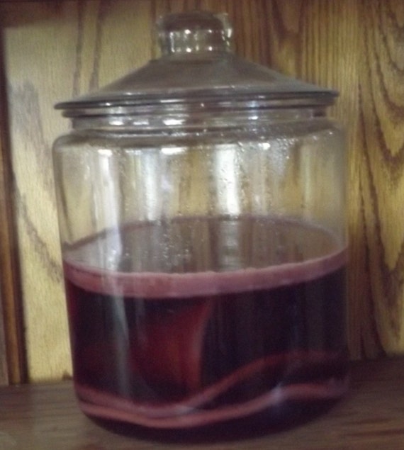 red wine vinegar mother Jumbo 8 oz of culture