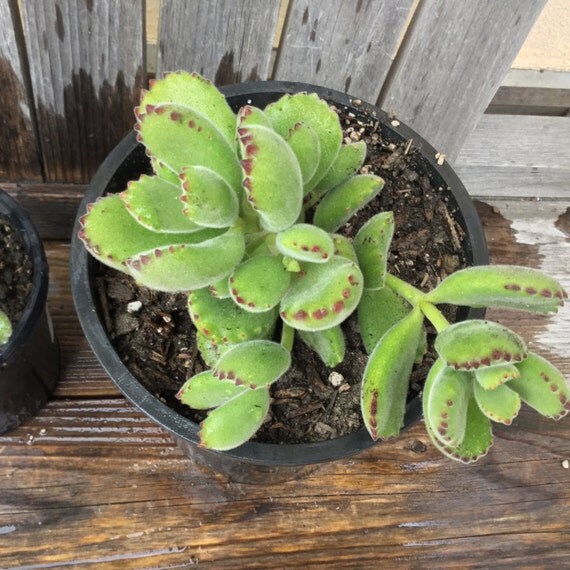 Live Succulent Bear's Paw Cotyledon Blooms with Coral ...