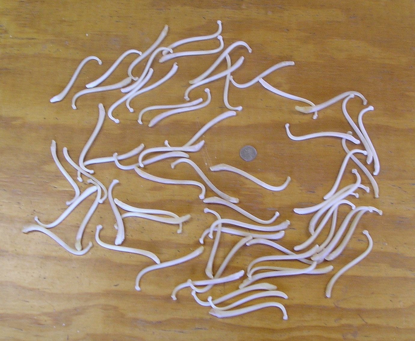 60 Raccoon Baculum Bones.