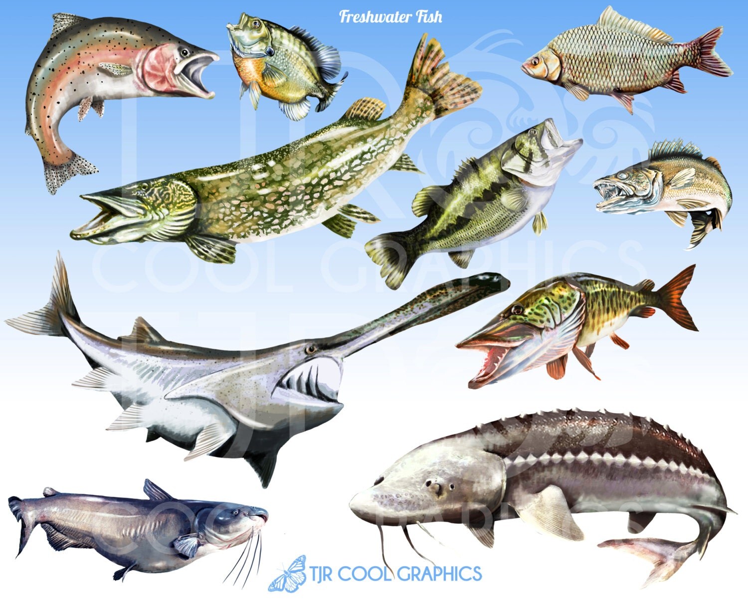 clip art freshwater fish - photo #35
