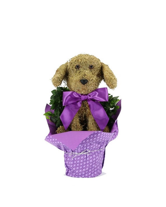 Puppy Dog Topiary Mossed Fresh Shamrock Ivy by TuscanyTopiary