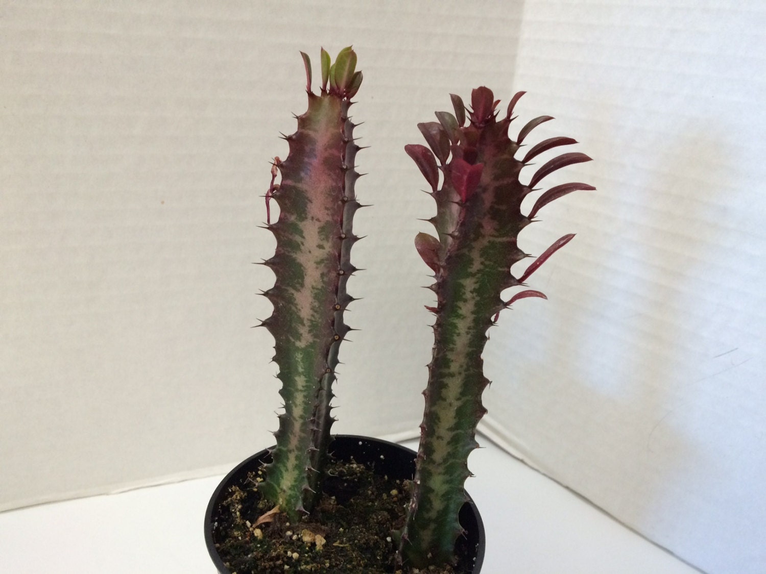 Cactus Plant Good Luck Plant 'Royal Red'