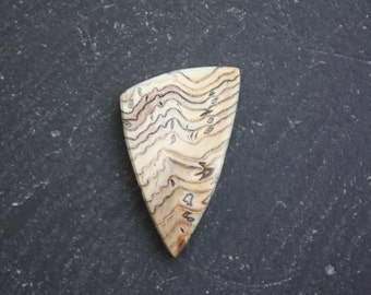 Hell's Canyon Petrified Wood Cabochon