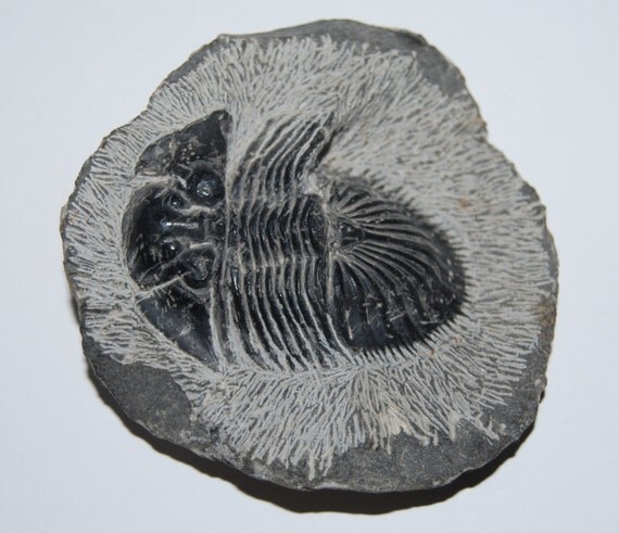 Scutellum Trilobite Fossil Morocco 390 Million Years old w/