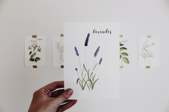Lavender Hand Painted Watercolor Herb